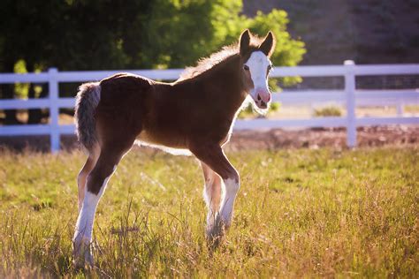 Gypsy Vanner Foal Photograph by Anett Mindermann | Fine Art America