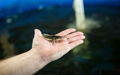 The Plight of Beluga Sturgeon – Sturgeon Aquafarms