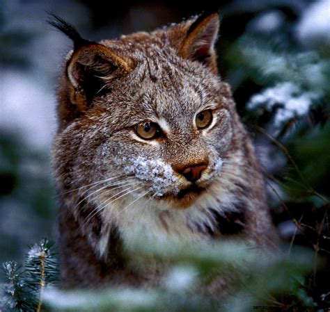 Real North American Forest Animals | Amazing Wallpapers