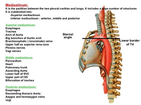 56 mediastinum