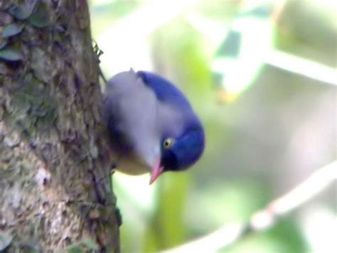 Little Climber | Saw at forest area. Got a video as well. | Charles Lam ...