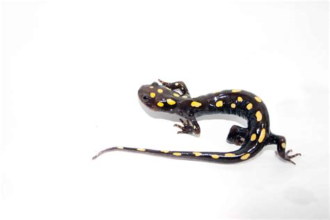 The yellow-spotted salamander: the only known solar-powered vertebrate – Top Globe News