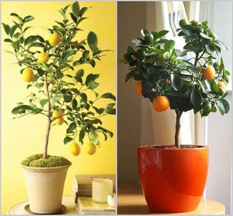 Best Indoor Fruit Trees Selection - Interior Decorating Colors | Indoor fruit, Indoor fruit ...