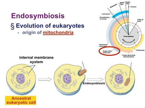 Endosymbiosis § Evolution of eukaryotes