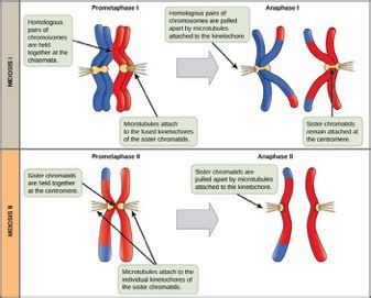 Meiosis II – Mt Hood Community College Biology 102