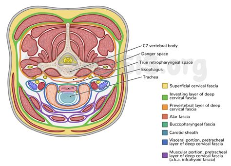 Fascia And Spaces Of The Neck: Video Anatomy Osmosis, 47% OFF