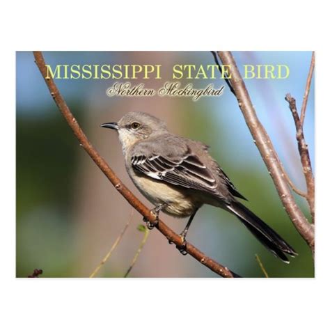 Mississippi State Bird - Northern Mockingbird Postcard | Zazzle