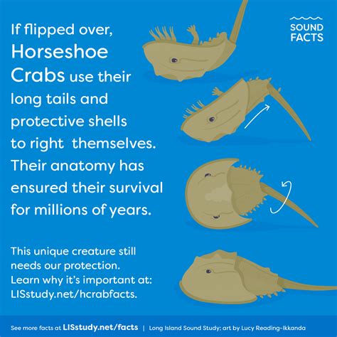 Horseshoe Crabs: the Real Bluebloods - Long Island Sound Study