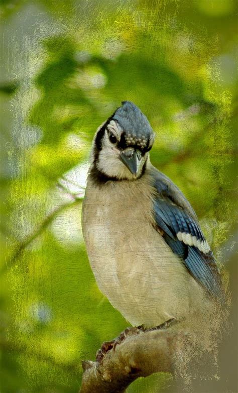 Juvenile Blue Jay Photograph by Lisa Hurylovich - Fine Art America