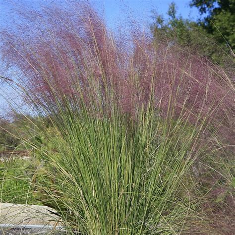 Muhly Grass – Sandhills Native Nursery