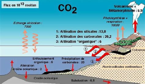 td-cycle-du-carbone2-fig05.jpg