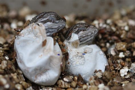 Hatching Wildlife: What to do if you dig up reptile eggs? - Land for Wildlife