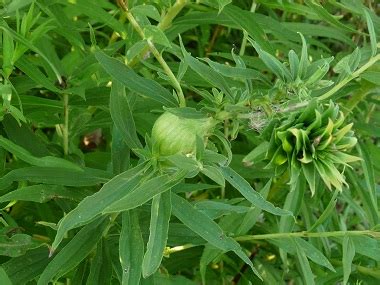 Goldenrod: Pictures, Flowers, Leaves & Identification | Solidago