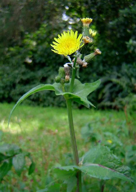 Sonchus oleraceus - Alchetron, The Free Social Encyclopedia