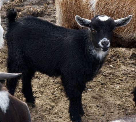 Nigerian Dwarf Goats For Sale in Missouri from Dreamer's Farm