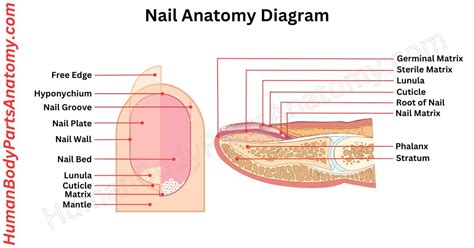 Complete Guide to Nail Anatomy with all Parts, Names & Diagrams