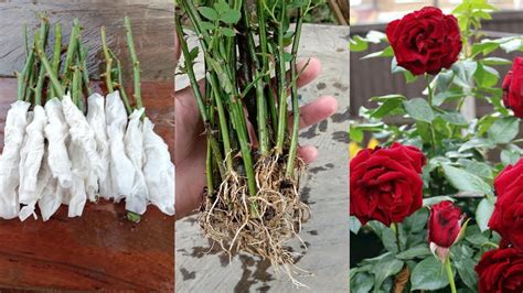 How to grow Rose from cuttings | Grow Rose using toilet paper | Rose ...