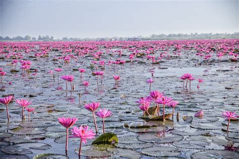 Red Lotus Lake in Udon Thani, Thailand Foto de Stock - Imagem de vermelho, lago: 146726390