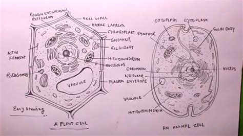 Plant Animal Cell Diagram