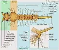Klasifikasi dan Daur Hidup Nyamuk Culex sp