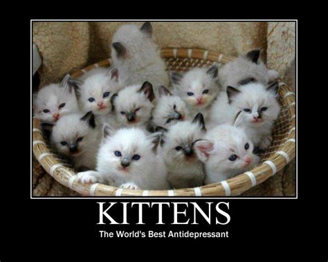 Kitten Motivational Poster by FluidGirl82 on DeviantArt