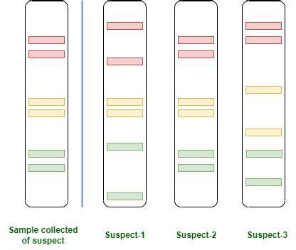 DNA Fingerprinting: Steps and Applications • Microbe Online