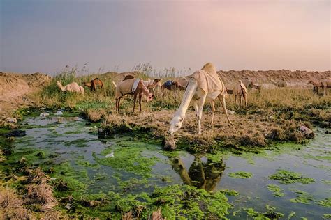 Camels Drinking From an Oasis in the Kuwait Desert Photograph by Sarah ...