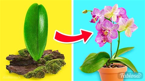 Orchid Flower Stem Propagation | Best Flower Site