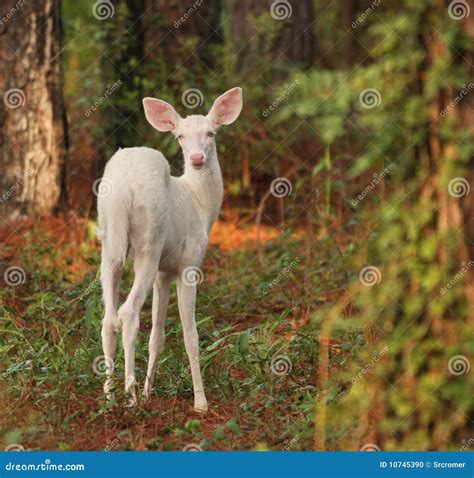 Albino Fawn stock photo. Image of wildlife, fawn, snow - 10745390