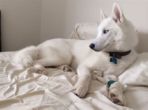 White husky | White husky, Husky puppy, Siberian husky