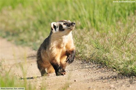 American Badger Facts, Pictures & In-Depth Information