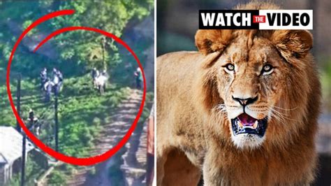 Taronga Zoo: Family shares horror at being trapped inside when lions escaped | The Australian