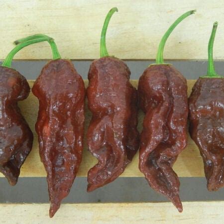 Chocolate Bhut Jolokia, Pepper Seeds | Urban Farmer