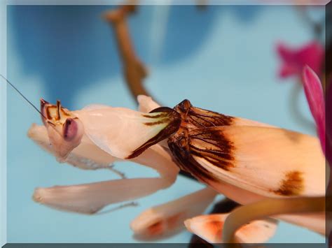 Hymenopus coronatus (31) | Vogelfoto69 | Flickr