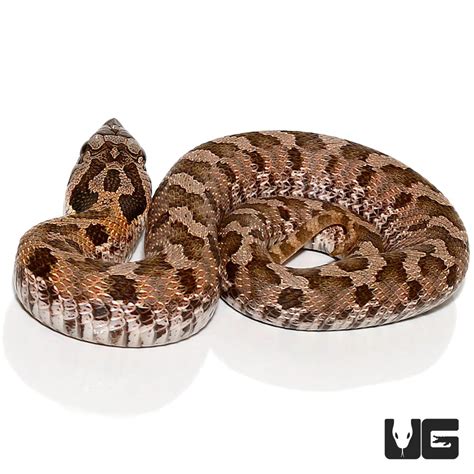 Baby Eastern Hognose Snakes (Heterodon platirhinos) For Sale ...