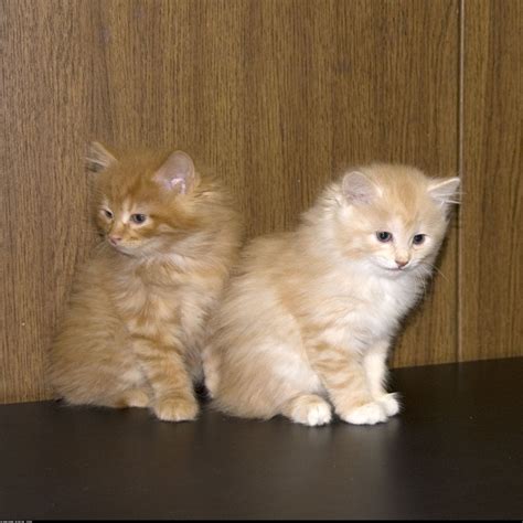 Kurilian Bobtail Info, Kittens, Personality, Pictures