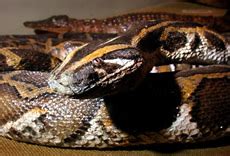 Indian Python Facts - Photos - Earth's Endangered Creatures