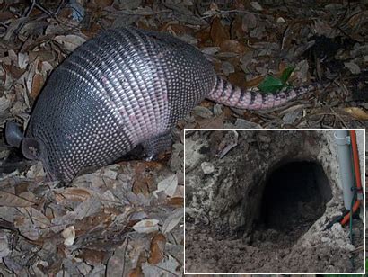 Armadillo Removal