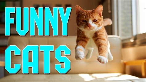 Funny Cats Compilation April 2016 - Funny Cats 2016 - Funny Cat Videos - YouTube