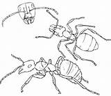 Disney Ant Farm Coloring Pages sketch template