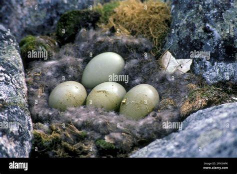 Eider Duck, common eiders (Somateria mollissima), Ducks, Geese, Animals, Birds, Eider Duck ...