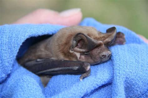 Make Room For Baby…Bats! Roosts Protected In Florida Starting This Week - Central Florida News ...