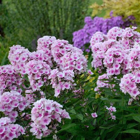 Phlox paniculata Bright Eyes | White Flower Farm