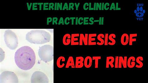 Genesis of Cabot Rings-RBC Pathology - YouTube