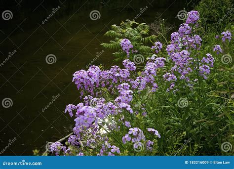 Wildflowers in Crothers Woods - an Urban Public Park with Offering Hiking & Mountain-biking ...