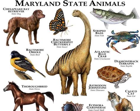 Washington State Animals Poster Print - Etsy | Animal posters, Animals, Calico cat facts