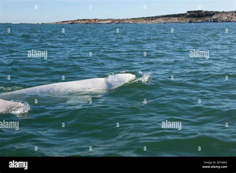 Canada, Manitoba, Churchill. Churchill River Estuary, wild beluga whales (Delphinapterus leucas ...