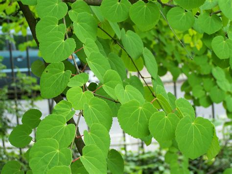 Katsura tree leaves. Aspen-like leaves...just lovely. | Katsura tree, Trees to plant, Ornamental ...