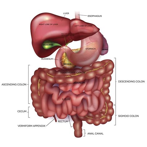 Real Pictures Of Human Digestive System - koibana.info | Human digestive system, Digestive ...