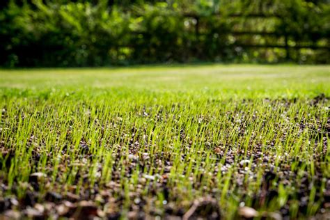 Fescue Lawn and When You Should Over-seed | Eco Landscapes